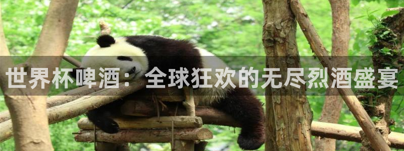 2026世界杯中国队：世界杯啤酒：全球狂欢的无尽烈酒盛宴